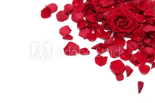 Fototapeta czerwone róże