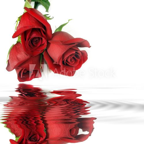 Fototapeta Czerwone róże Odbicie w wodzie. Szablon na gratulacje.