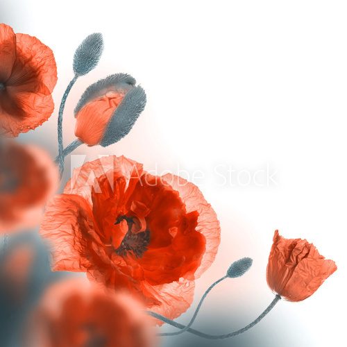 Fototapeta Czerwony maczki pole i błękitni cornflowers, kwiecisty tło