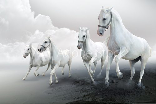 Fototapeta Cztery białe konie