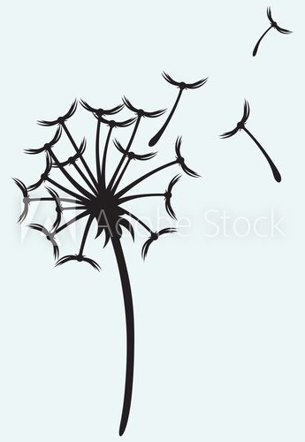 Fototapeta Dandelion na wiatrze odizolowywającym na błękitnym tle