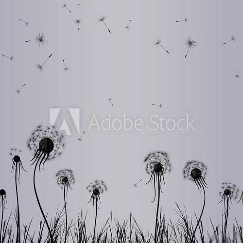 Fototapeta Dandelion wiatr w trawie