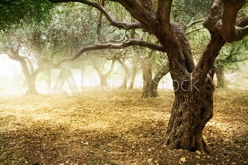 Fototapeta Drzewa oliwne w promieniach słońca