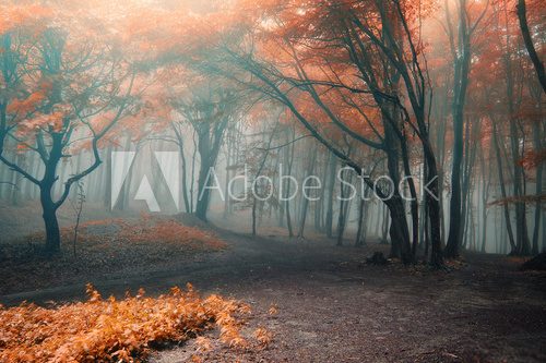 Fototapeta drzewa z czerwonymi listkami w lesie z mgłą