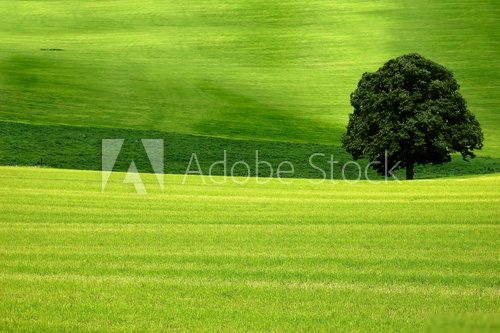 Fototapeta Drzewo w polu