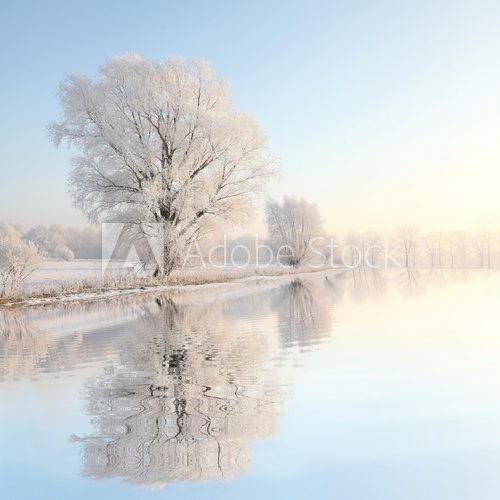 Fototapeta Drzewo zima mroźny przeciw błękitne niebo z odbiciem w wodzie