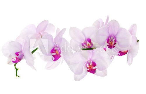 Fototapeta dużo jasnoróżowych odizolowanych orchidei