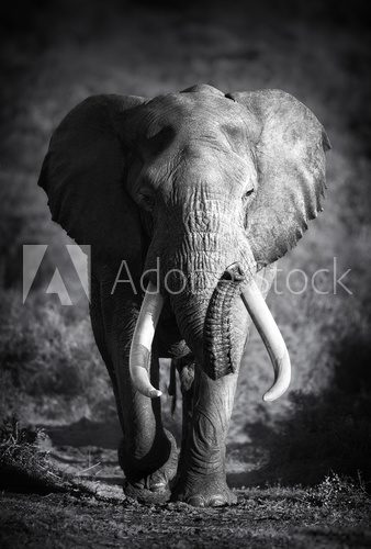 Fototapeta Elephant Bull (przetwarzanie artystyczne)