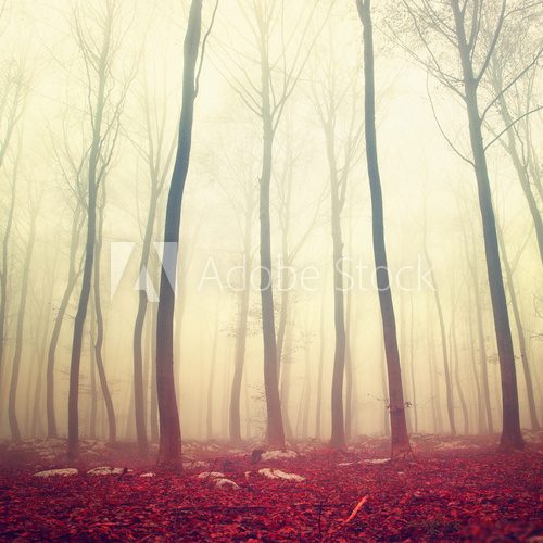 Fototapeta Fantasy czerwony kolor lasu
