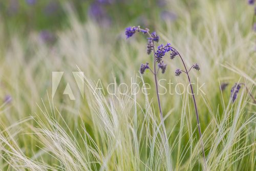 Fototapeta Feather Grass