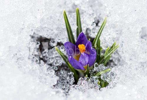 Fototapeta fioletowe krokusy ze śniegiem