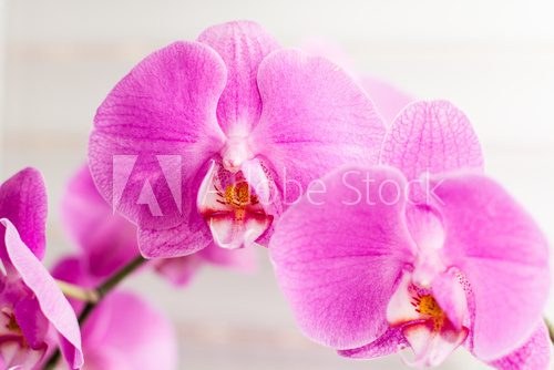 Fototapeta fioletowy kwiat orchidei