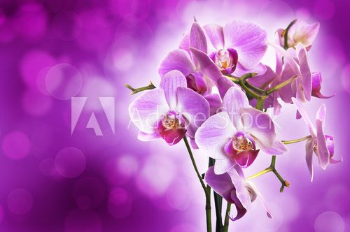Fototapeta Fiołkowa orchidea na purpurowym bokeh tle