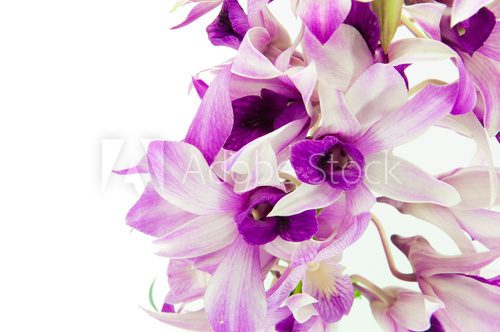 Fototapeta Fiołkowa orchidea odizolowywająca na białym tle