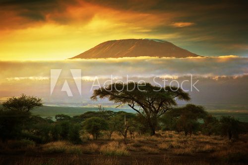Fototapeta Góra Kilimandżaro. Savanna w Amboseli, Kenia