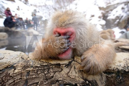 Fototapeta Japanese Snow Monkey