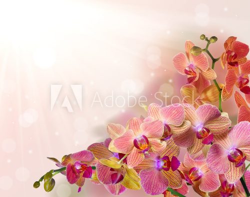 Fototapeta jasne kwiaty orchidei z różowymi paskami na jasnym tle