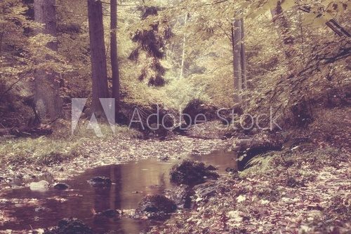 Fototapeta Jesień strumień w lesie w słonecznego dnia rocznika stylu