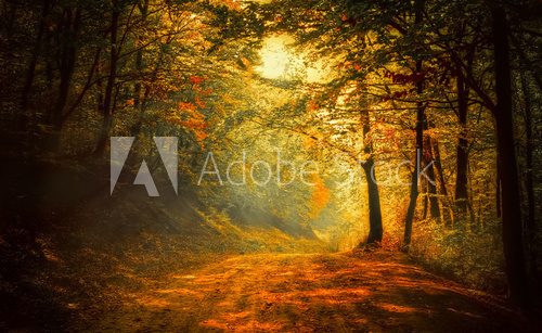 Fototapeta Jesień w lesie