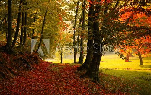 Fototapeta Jesienią drogi leśnej