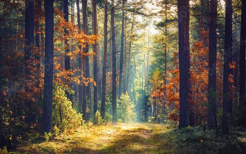 Fototapeta Jesienna natura leśna. Żywy poranek w kolorowym lesie z promieniami słońca przez gałęzie drzew. Sceneria natury ze światłem słonecznym.