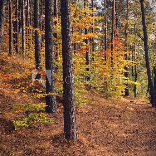 Fototapeta Jesienny las na Mazurach
