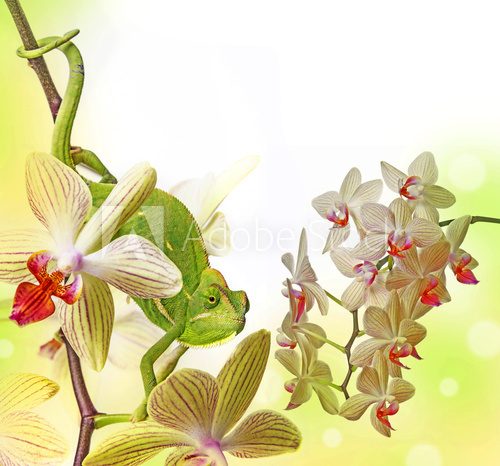 Fototapeta kameleon na orchidei