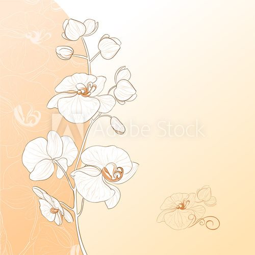 Fototapeta Karta kwiatu orchidei