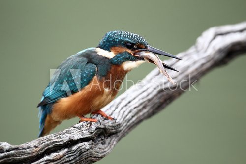 Fototapeta Kingfisher, Alcedo atthis,