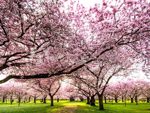 Fototapeta Kolor wiosny: Ogród z japońskimi kwiatami wiśni