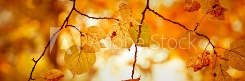 Fototapeta Kolorowe liście - spacer po parku