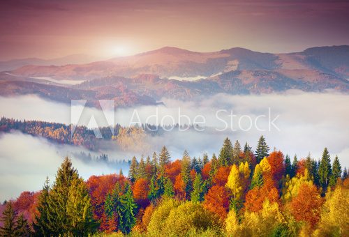 Fototapeta Kolorowy jesienny poranek w Karpatach. Sokilsky ri
