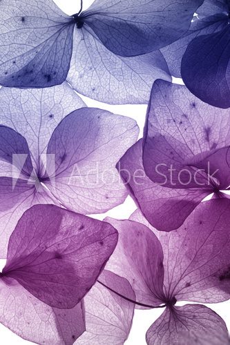 Fototapeta kolorowy kwiat płatek zbliżenie