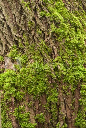 Fototapeta Kora drzewa z mchu