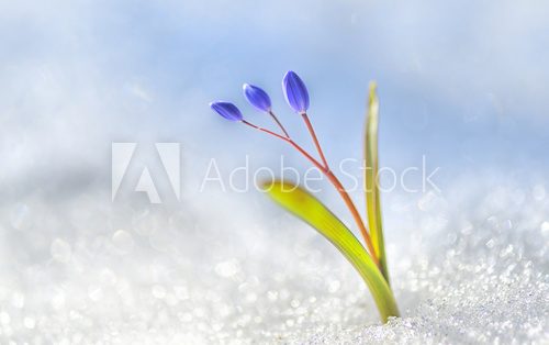Fototapeta Krokus kwiat wiosny