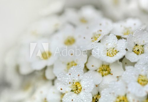 Fototapeta kropelki na białych kwiatach