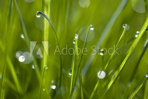 Fototapeta Krople rosy na trawie