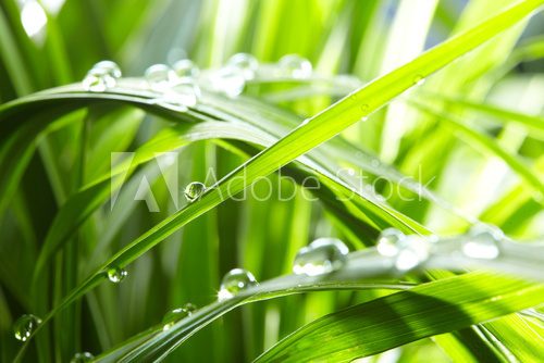 Fototapeta krople wody na zielonej trawie