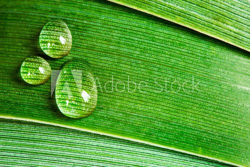 Fototapeta Krople wody na zielony liść