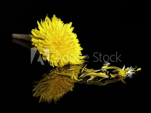 Fototapeta kwiat zęba lwa