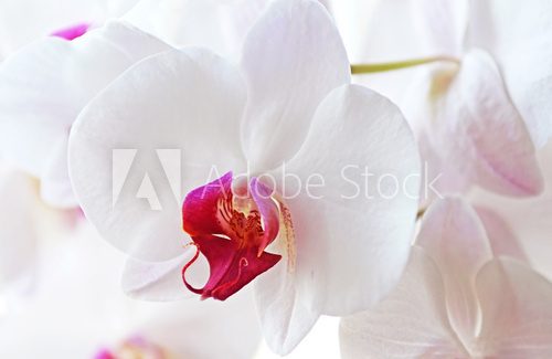 Fototapeta Kwiaty białe orchidei