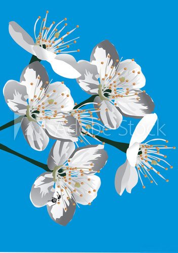 Fototapeta kwiaty drzewa wiśni na niebiesko