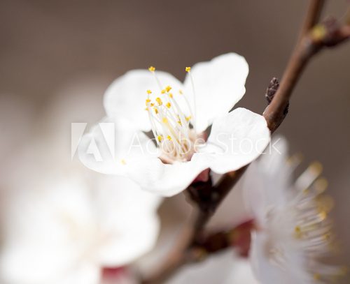 Fototapeta kwiaty na drzewie wiosną
