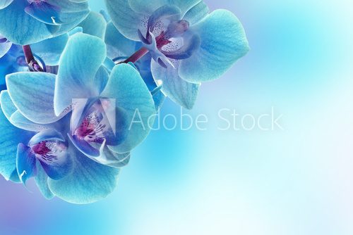 Fototapeta Kwiaty orchidei