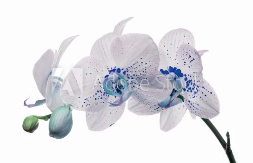 Fototapeta kwiaty orchidei z dużymi i małymi niebieskimi plamkami