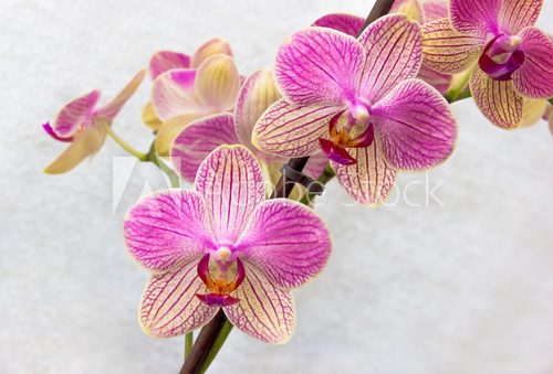 Fototapeta Kwiaty Phalaenopsis (orchidee) 1