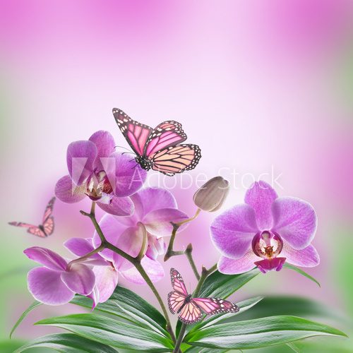 Fototapeta Kwiecisty tło tropikalne orchidee i motyl