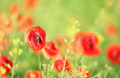 Fototapeta Łąka z pięknymi jaskrawymi czerwonymi makowymi kwiatami w wiośnie