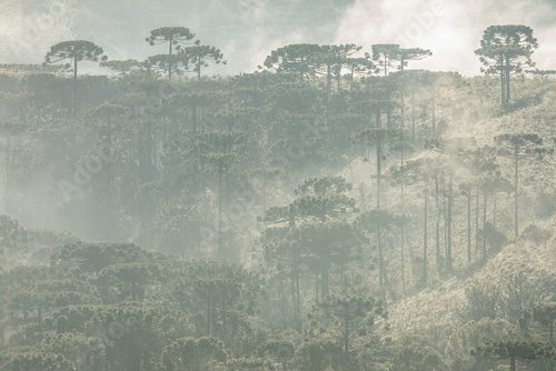 Fototapeta Las Araukarii