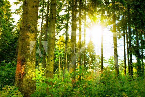 Fototapeta las, słońce
